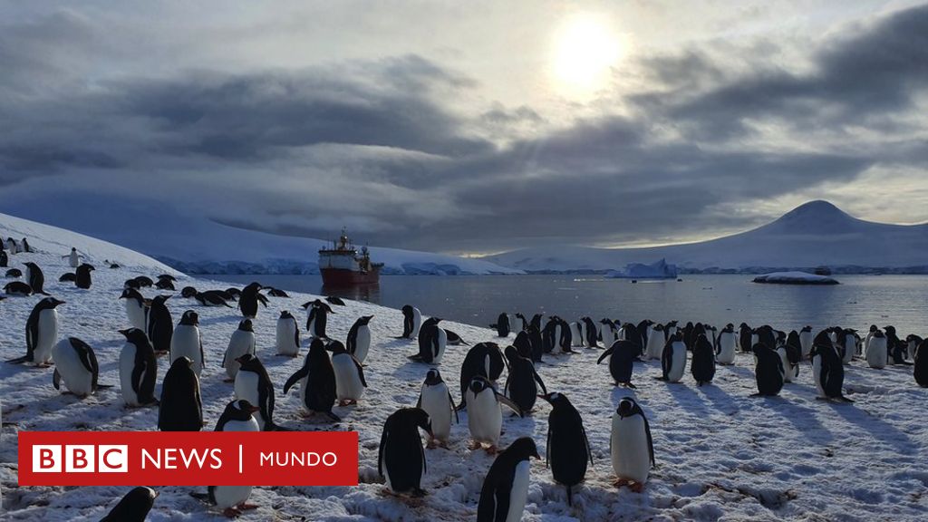 Dikelilingi oleh penguin dan gunung es: begitulah Natal dihabiskan di kantor pos di ujung dunia