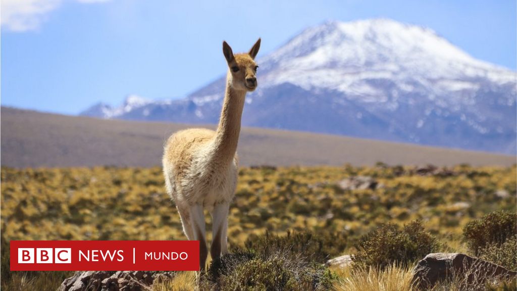 The natural super fertilizer that allowed a pre-Inca civilization to thrive in Chile’s arid Atacama desert