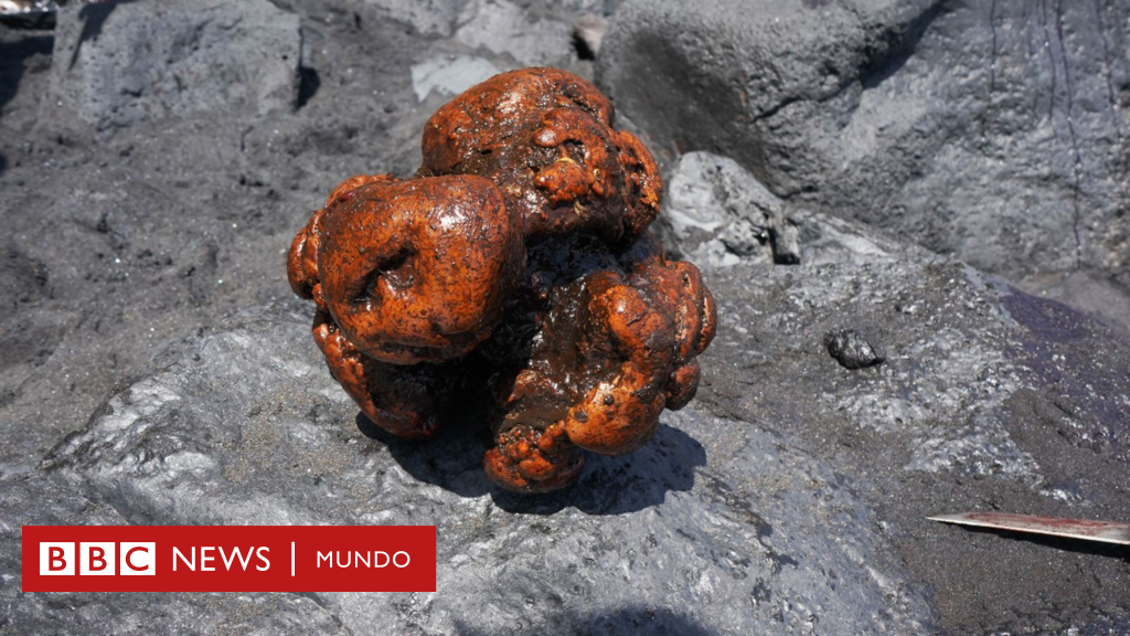 La piedra "valorada en US$500.000" que encontraron dentro de un cachalote muerto en España