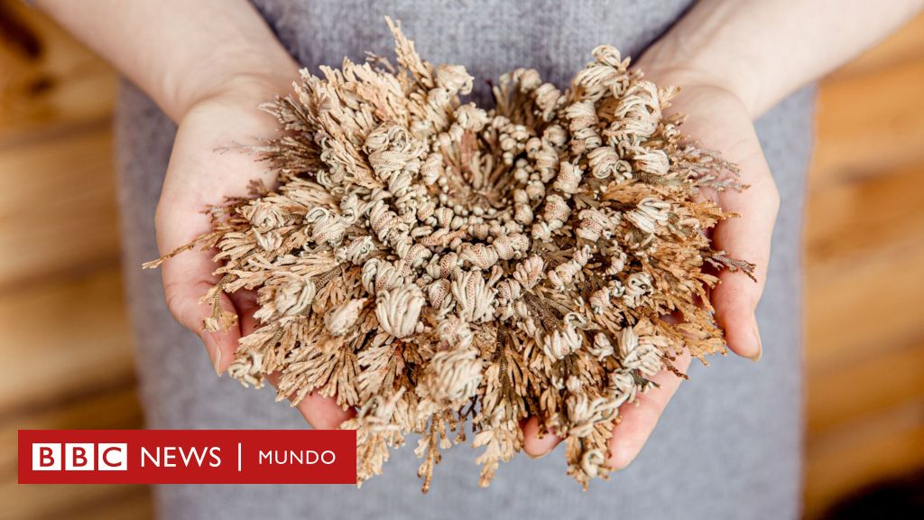 Las plantas zombi que regresan de la muerte y resisten la sequía