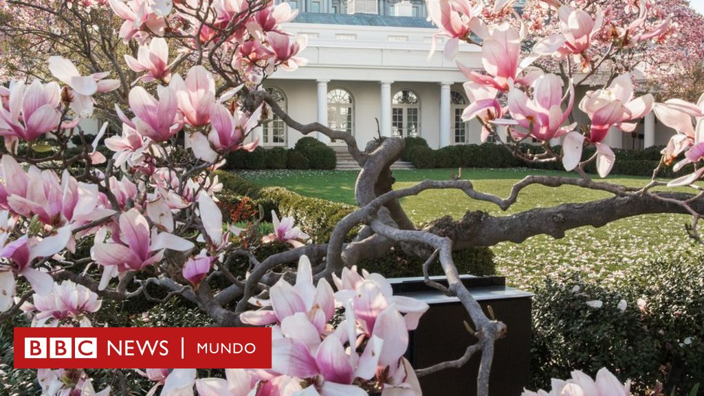 Por qué van a cortar el famoso y centenario árbol de magnolia de la Casa  Blanca? - BBC News Mundo