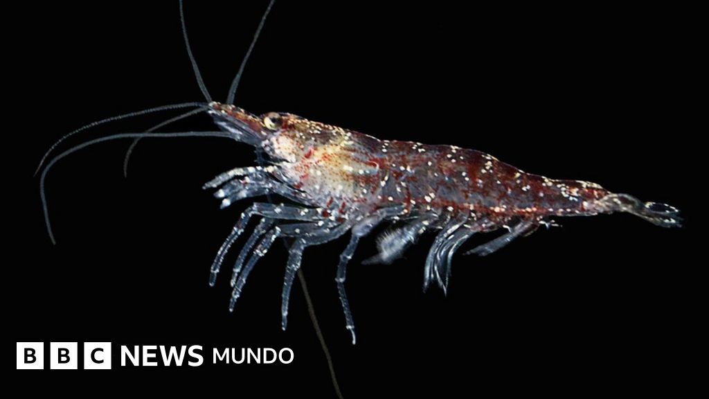 Krill crustaceo de la antartida