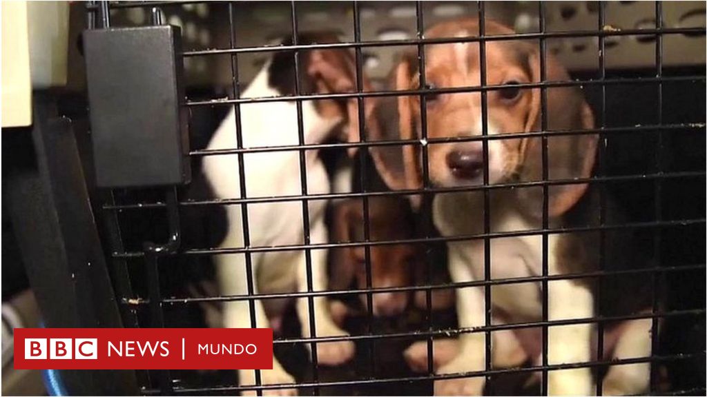 Rescatan a 4.000 perros a los que iban a usar para experimentos farmacéuticos en Estados Unidos
