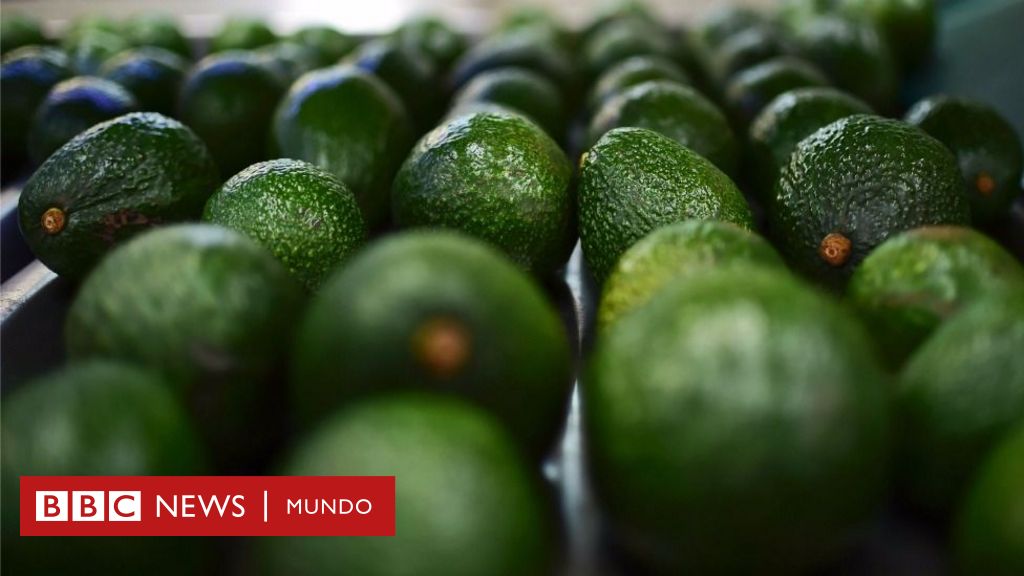 OMC considera sin sustento que Costa Rica no compre aguacate mexicano - El  Sol de México