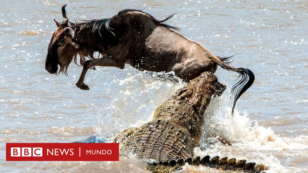 Por qué la muerte de miles de antílopes africanos es una buena noticia para  una de las reservas naturales más emblemáticas del mundo - BBC News Mundo