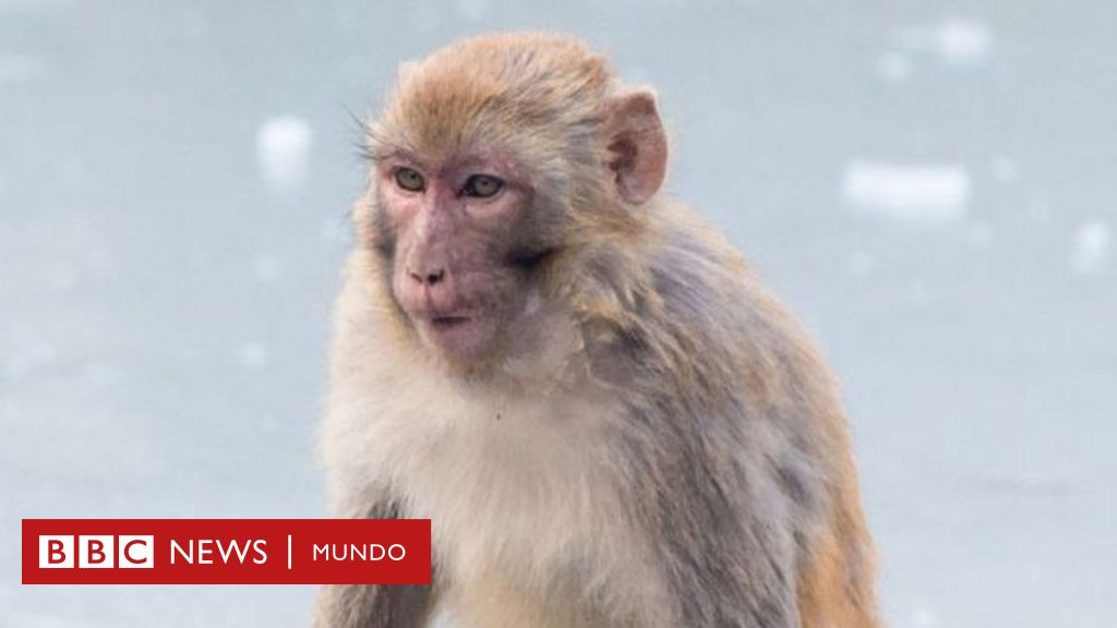 Que Quiere Decir Monkey En Espanol لم يسبق له مثيل الصور Tier3 Xyz