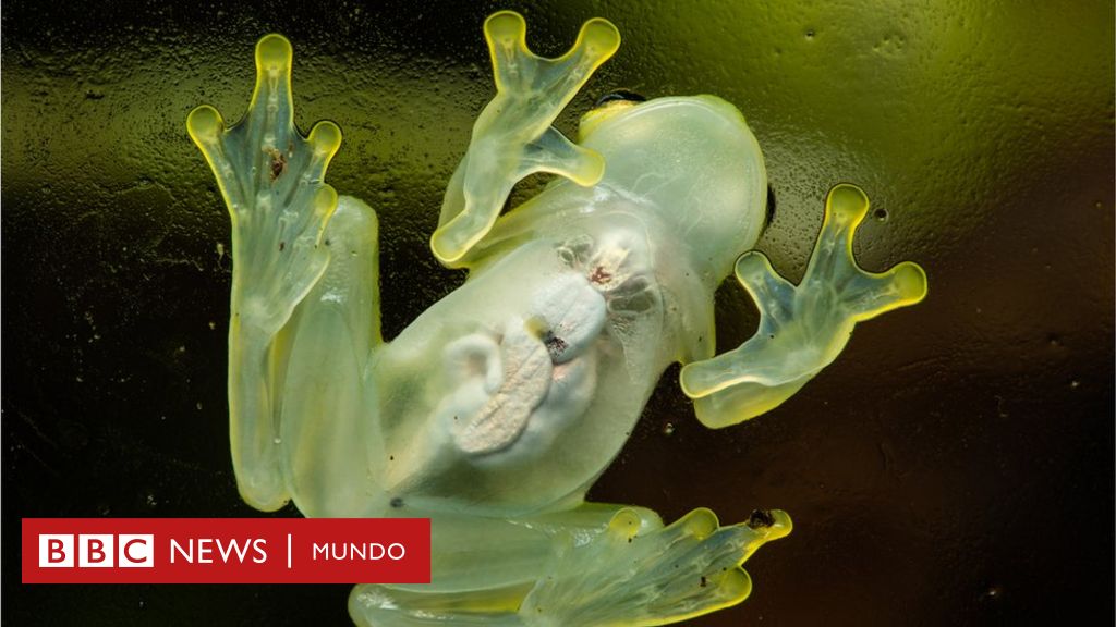 El "superpoder" de la rana de cristal que la vuelve casi invisible (y lo que puede significar para el desarrollo de la medicina)
