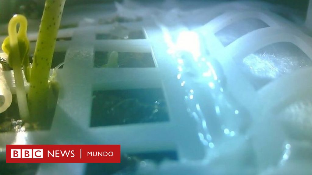 China consigue que brote la primera planta en la luna (y por qué es esencial para la exploración espacial) - bbc news mundo