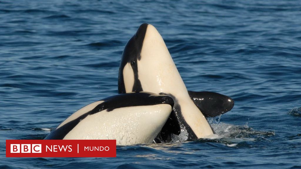 El sacrificio “de por vida” que hacen las orcas madre por sus crías