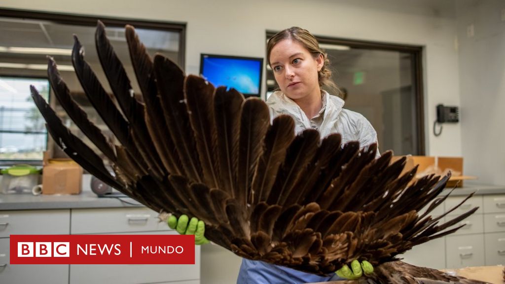 Por qué en . está prohibido poseer los restos de un águila dorada -  BBC News Mundo