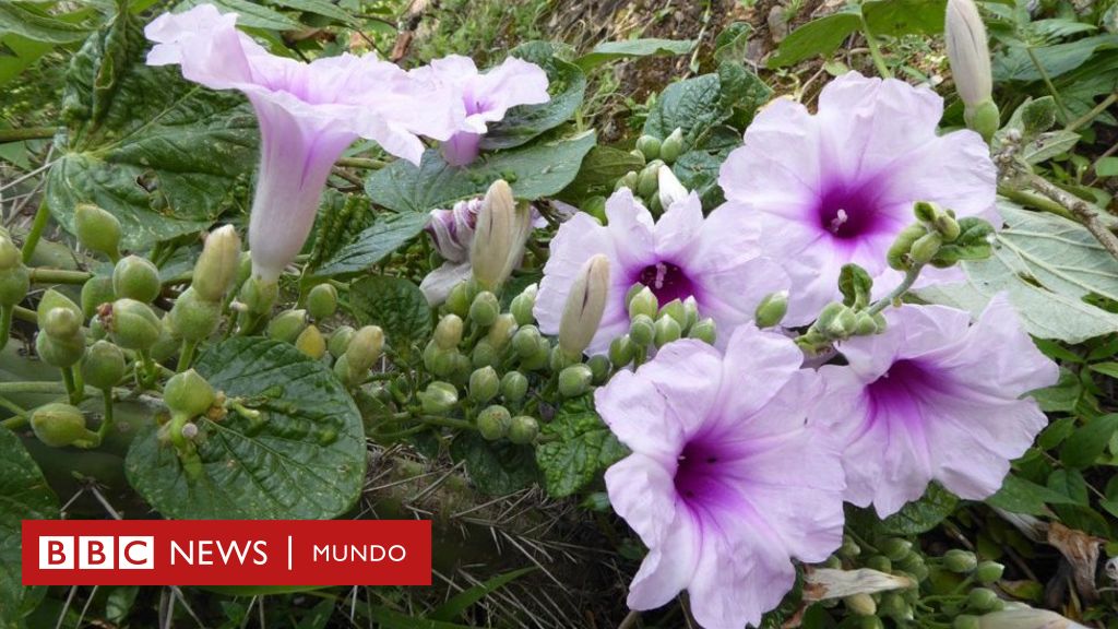 3 Fascinantes Plantas Latinoamericanas Recien Descubiertas Por La