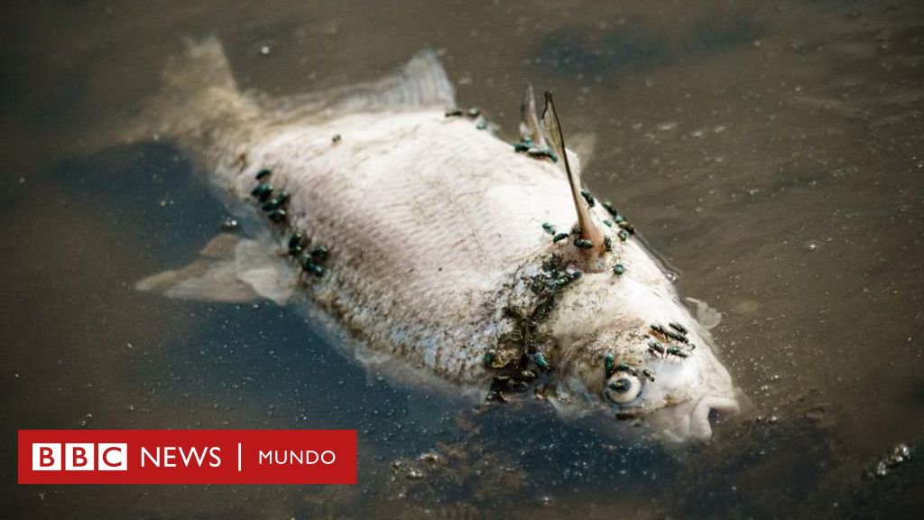 La extraña aparición de miles de peces muertos en Alemania y Polonia