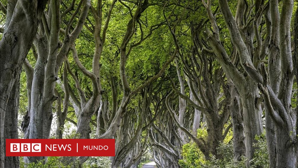 Qué nos pueden enseñar los árboles sobre la vida y la felicidad - BBC News  Mundo