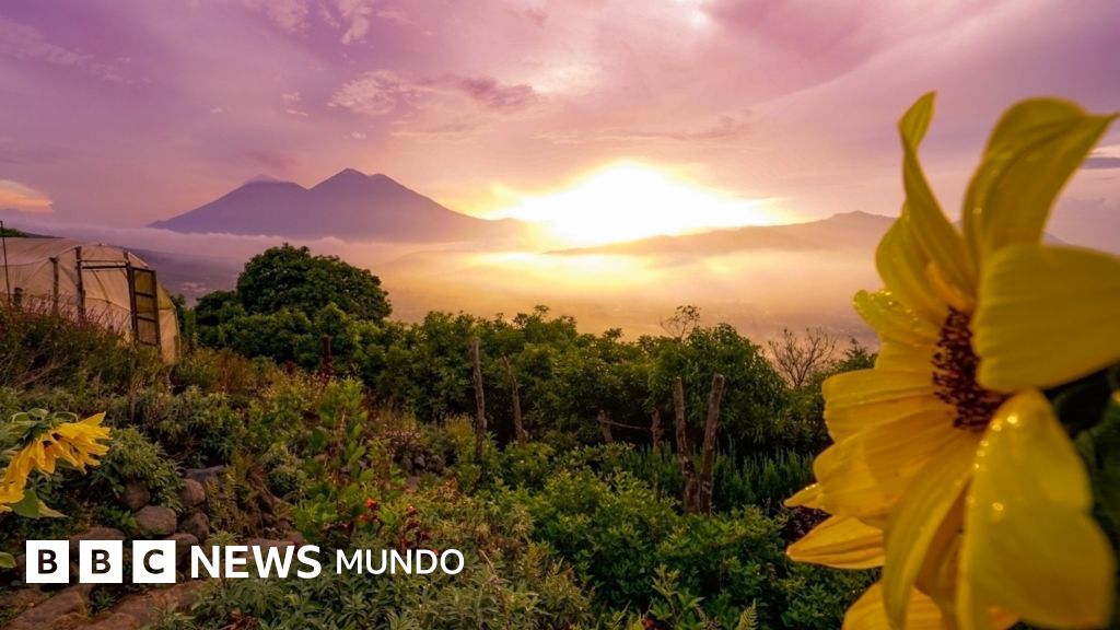El estallido de colores que encuentras en tu jardín y un nuevo reto fotográfico para ti - BBC News Mundo