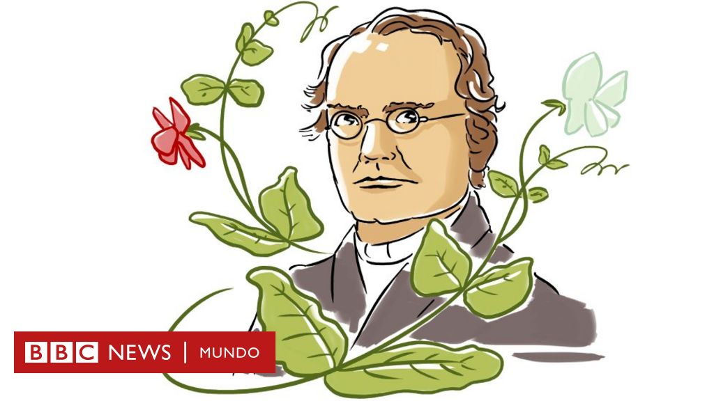 Gregor Mendel: cómo un monje con un jardín de arvejas descubrió las leyes  de la herencia genética - BBC News Mundo