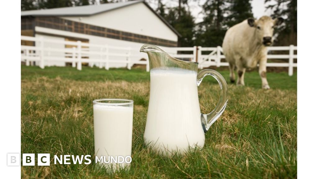 Leche de vaca organica