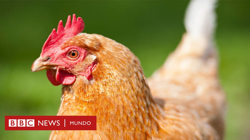 Carne in vitro: la empresa que produce pollo sin matar un solo animal - BBC  News Mundo