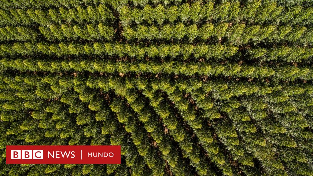 Cambio climático: ¿es plantar árboles la forma más efectiva de combatir el calentamiento  global? - BBC News Mundo