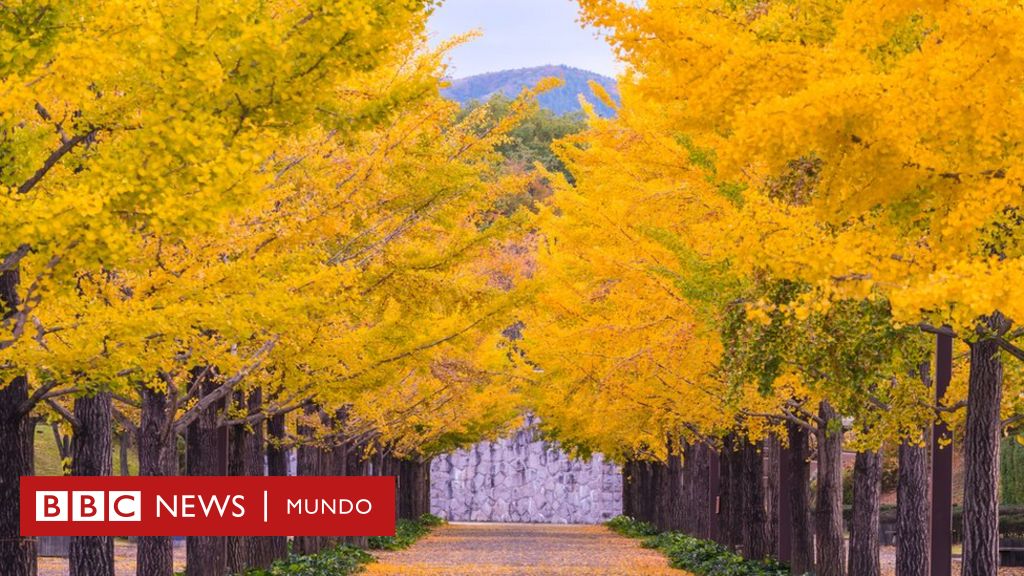 Ginkgo biloba: cuál es el secreto de estos árboles para vivir más de 1.000  años (y cuánto realmente benefician a los humanos) - BBC News Mundo