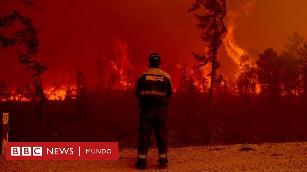 “Como 16 campos de futebol por minuto”: o número chocante de árvores queimadas em incêndios em um único ano