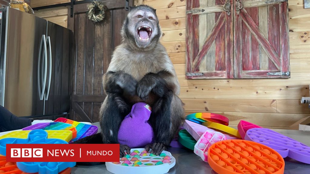 Pop-it: cómo un mono desató la locura por uno de los juguetes más vendidos (y más adictivos) del mercado - BBC News Mundo