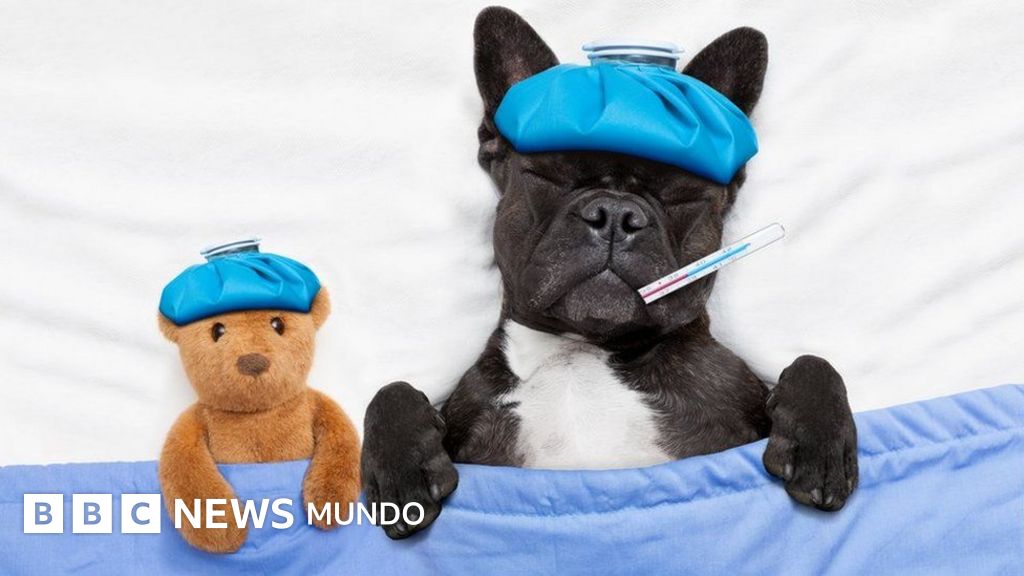perro que orina con frecuencia y no se concentra en la orina