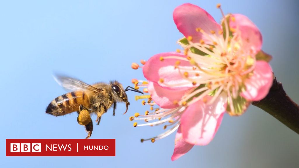 Como adhieren y desprenden el polen las abejas - Ecocolmena