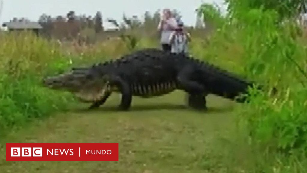 El caimán gigante que parece un dinosaurio y que se paseó tranquilamente en  un parque de Florida - BBC News Mundo