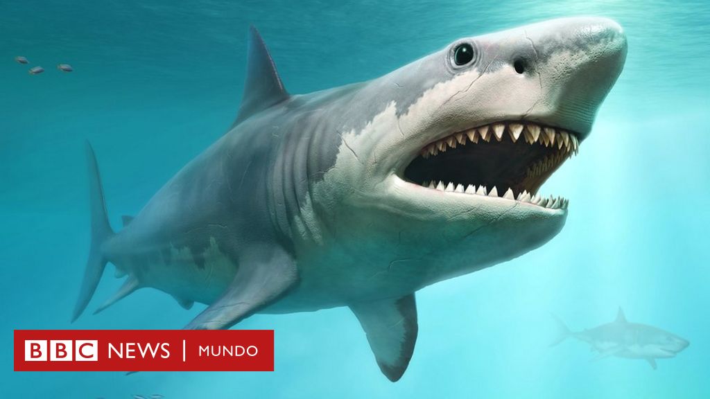 Acusador Hay una tendencia montaje Megalodón: la razón por la que pudo extinguirse el tiburón más grande que  jamás haya existido - BBC News Mundo
