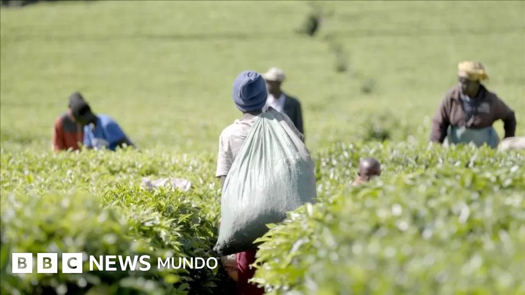 Abusos y favores sexuales: las denuncias contra plantaciones que suministran té a algunas de la marcas británicas más populares