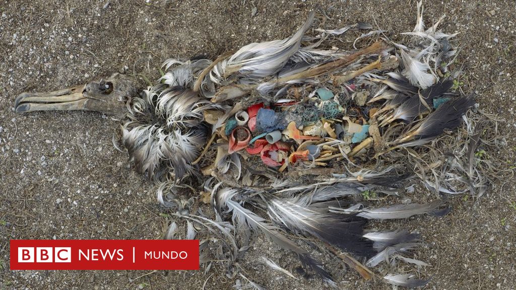 La photo choc qui a changé notre vision de la crise du plastique
