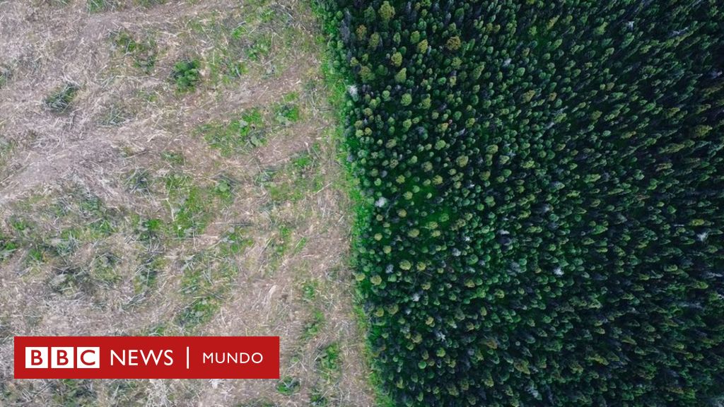 La empresa de energía renovable británica que está talando bosques en Canadá