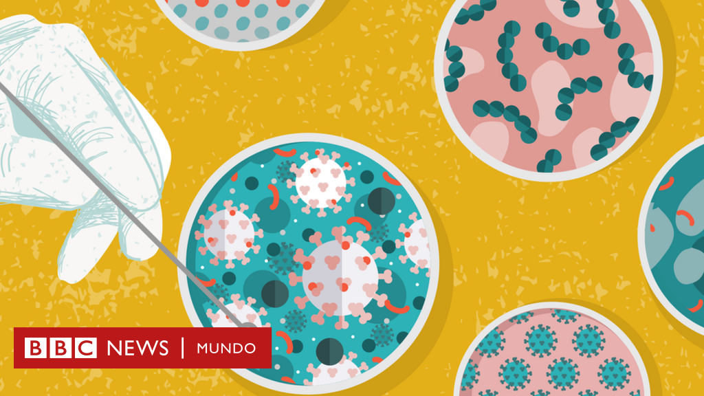 Coronavirus: 7 avances científicos que se han logrado gracias a los  (enormes) esfuerzos de investigación provocados por la pandemia - BBC News  Mundo
