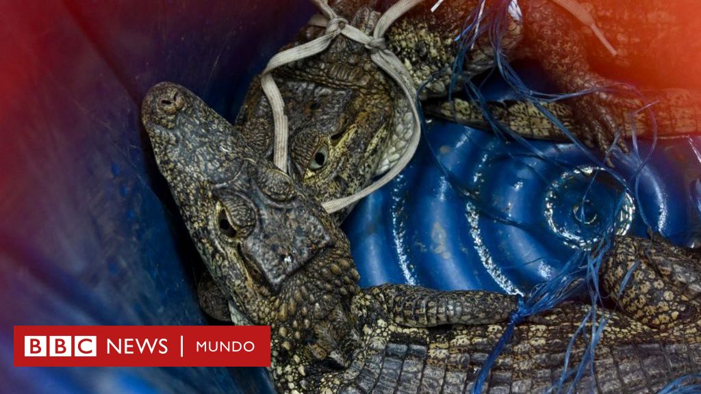 Guatemala: crocodiles and chickens, what the police discovered within the most safety jail “El Infiernito”