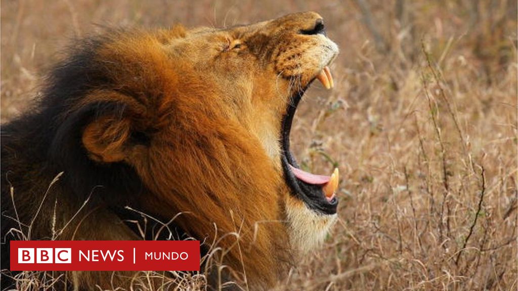 El cazador furtivo que murió aplastado por un elefante y acabó devorado por  leones - BBC News Mundo