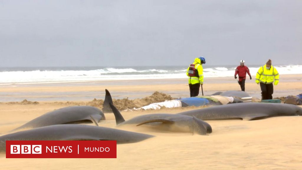 Una manada de 55 ballenas muere tras quedar varada en una playa de Escocia
