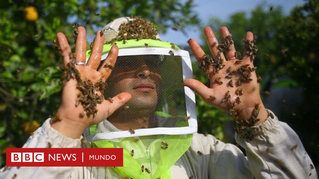 preámbulo Recepción dormir Qué es la apiterapia, el tratamiento con abejas que llevó a la muerte a una  mujer en España - BBC News Mundo