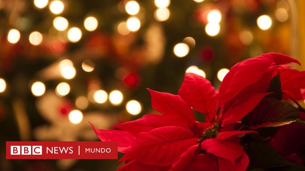 El fascinante origen mexicano de la poinsettia, la planta navideña por  excelencia - BBC News Mundo