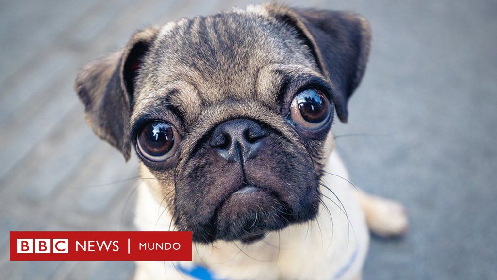 El Síndrome del Perro Negro en Estados Unidos