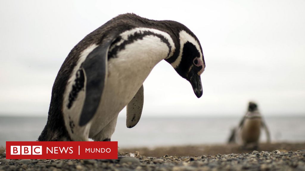 La Titánica Y Delicada Tarea De Desminar Las Malvinas Falklands Y Por Qué Los Pingüinos De 1750