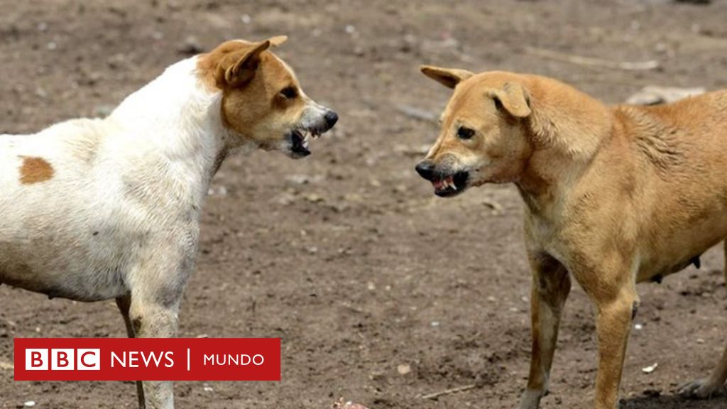 calidad Vegetación ignorancia El misterio de las jaurías de "perros asesinos" a las que culpan de la  muerte de 12 niños en India - BBC News Mundo