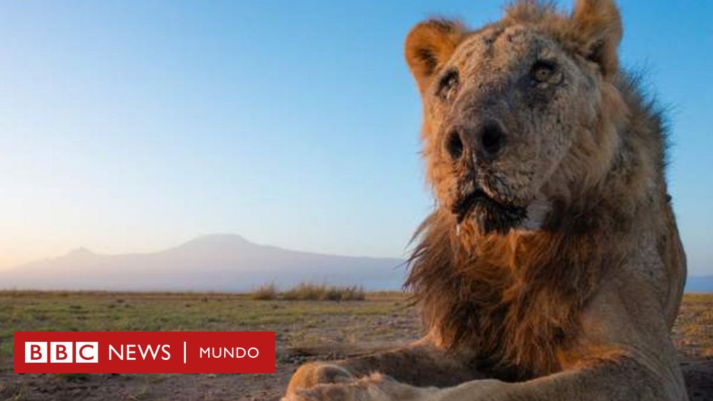 Matan con lanzas a Loonkiito, el león en libertad considerado como uno de los más viejos del mundo
