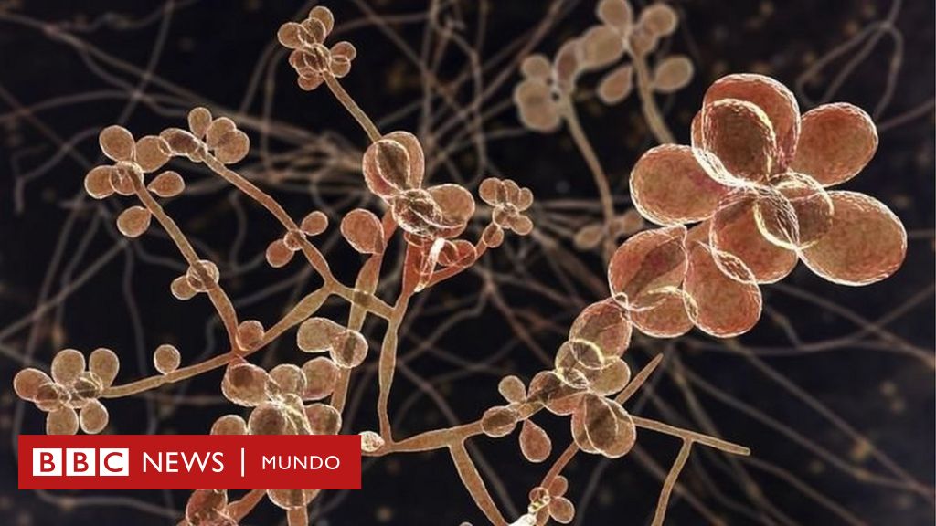 Sporothrix brasiliensis: el misterioso y cada vez más extendido hongo que causa heridas en la piel a gatos y humanos