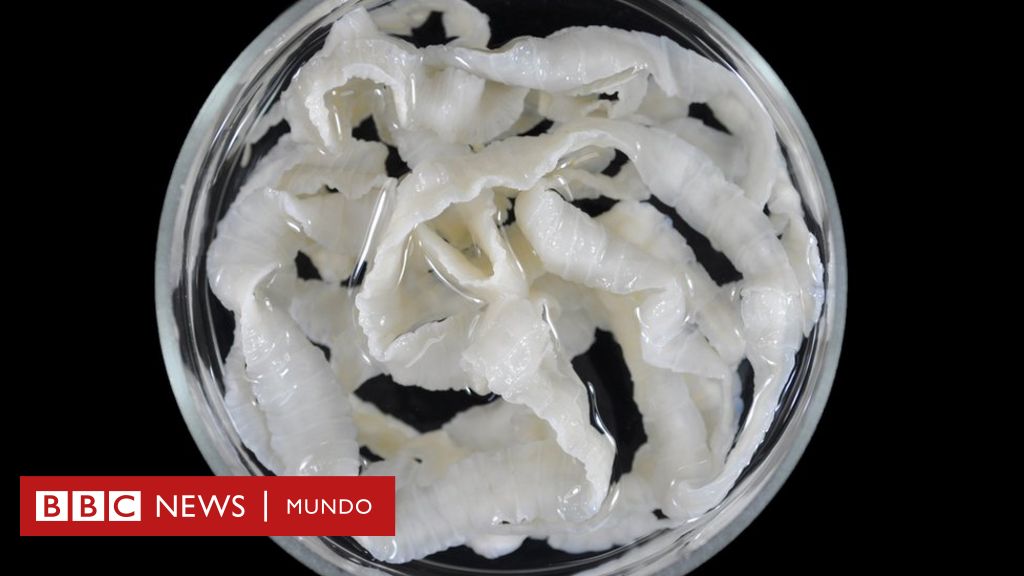 parasitos muertos en heces