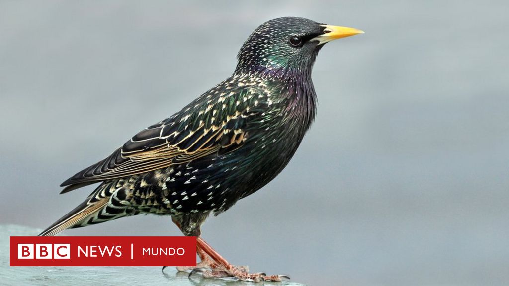 LAS JAULAS PARA PÁJAROS MAS COMUNES EN SUDAMERICA