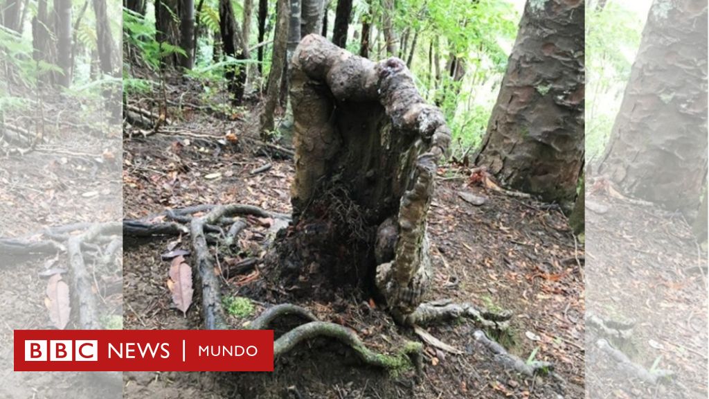 El increíble resto de árbol moribundo que se mantiene vivo gracias a sus  vecinos en el bosque - BBC News Mundo