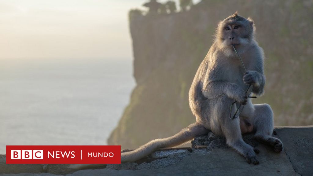 Los monos ladrones de Bali pueden identificar objetos de gran valor
