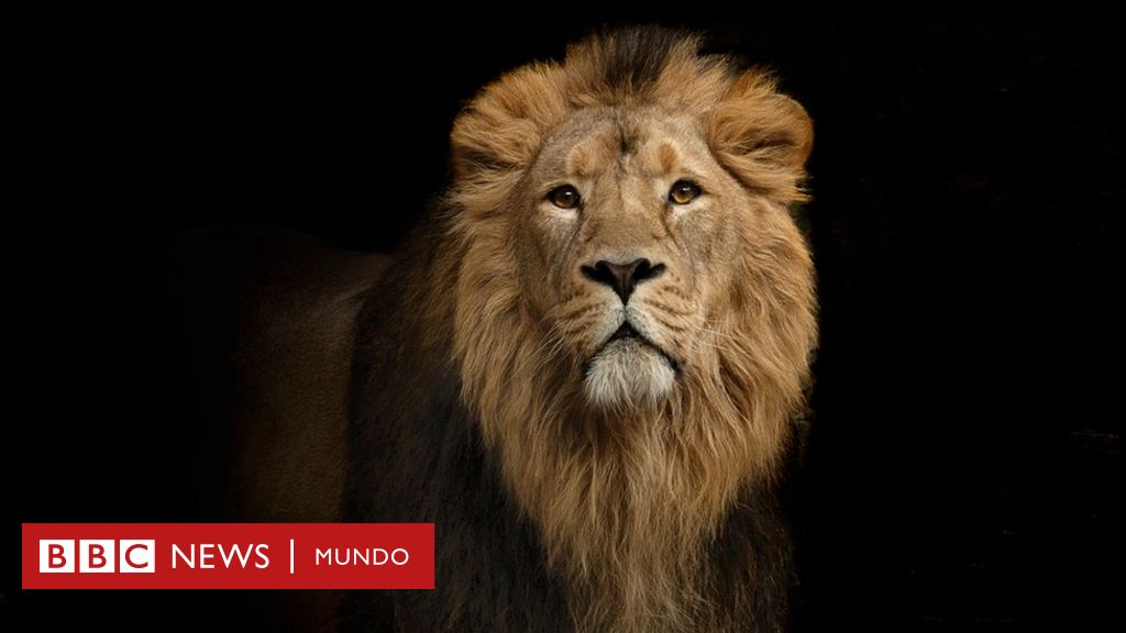 Por qué los leones tienen melena? Las curiosas preguntas con las que la  Universidad de Oxford elige a sus estudiantes de ciencias - BBC News Mundo