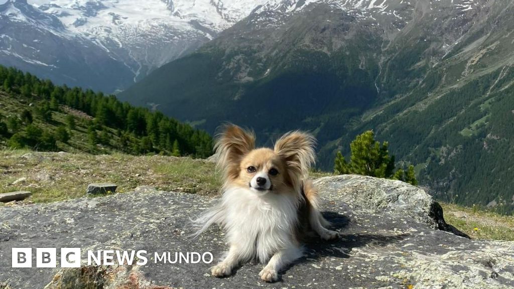 « Sans mon chien, les secours ne m’auraient pas retrouvé » : le chihuahua qui a sauvé son maître de la mort sur un glacier suisse