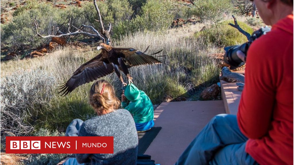 El impactante momento en el que un águila trata de llevarse a un niño en  Australia - BBC News Mundo